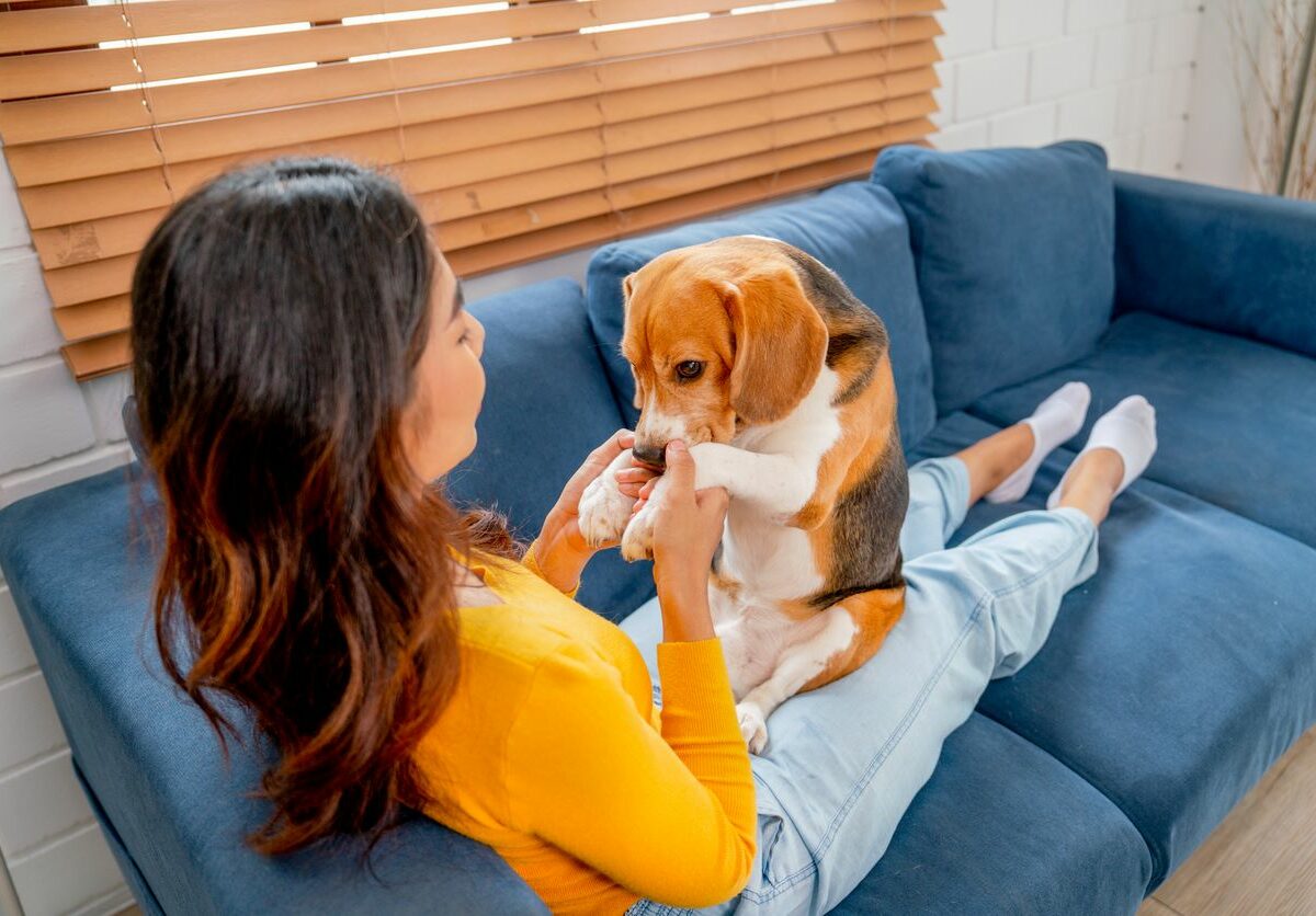 A young woman is playing with a dog on her lap on the sofa in the living room.