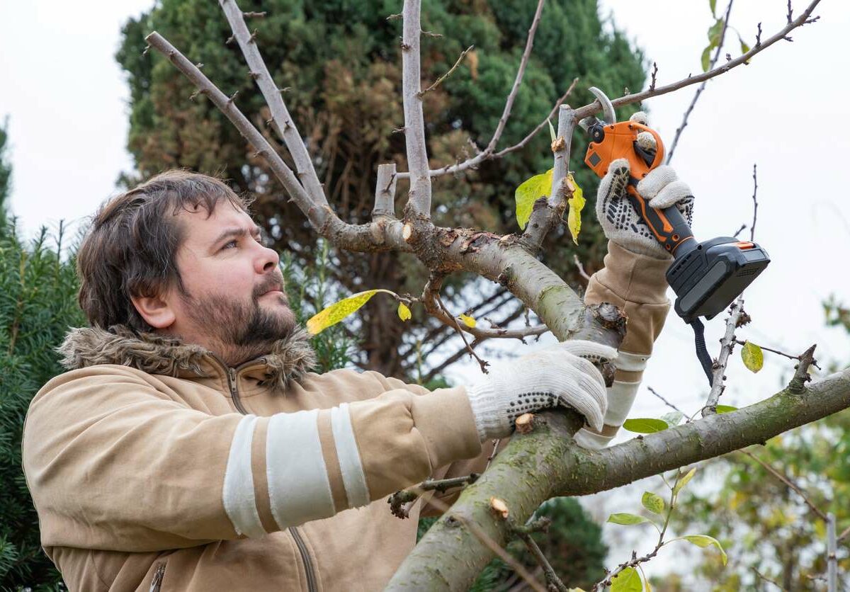 A young man prunes his fruit tree using battery-powered shears.