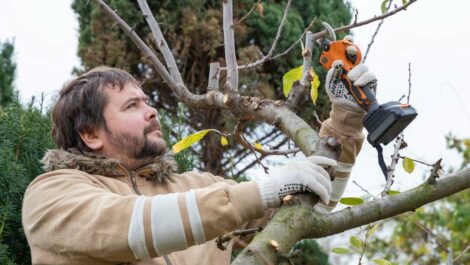 A young man prunes his fruit tree using battery-powered shears.