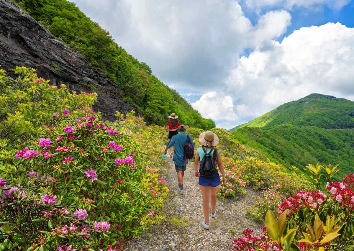 Hikers walk through blooming wildflowers on a mountain trail with green hills and blue skies in the Appalachian Mountains.