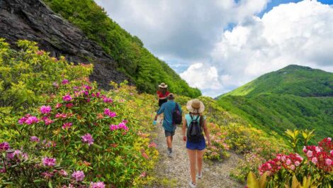Hikers walk through blooming wildflowers on a mountain trail with green hills and blue skies in the Appalachian Mountains.