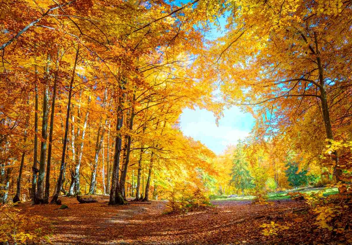 The woods in Maryland in the middle of the fall. Bright, orange leaves decorate the trees.