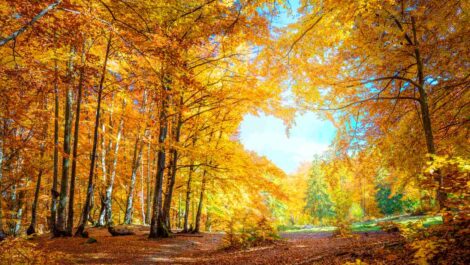 The woods in Maryland in the middle of the fall. Bright, orange leaves decorate the trees.